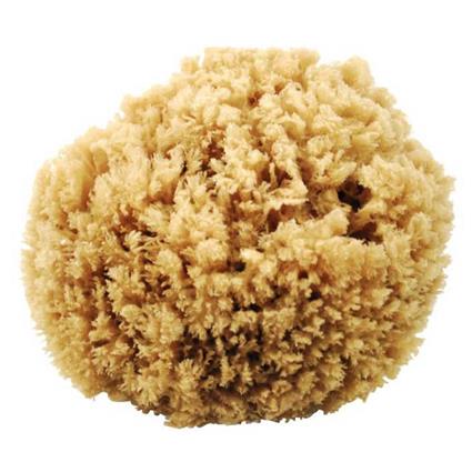 Oem Marine N46 Natural Sponge Beige