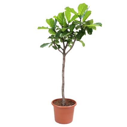 Planta 'Ficus Lyrata', BIOMA, Bioma Plants