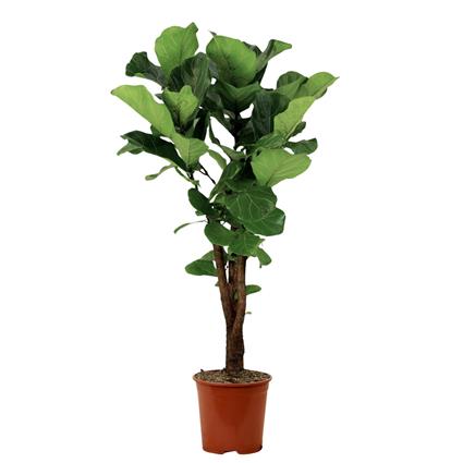 Planta 'Ficus Lyrata', BIOMA, Bioma Plants