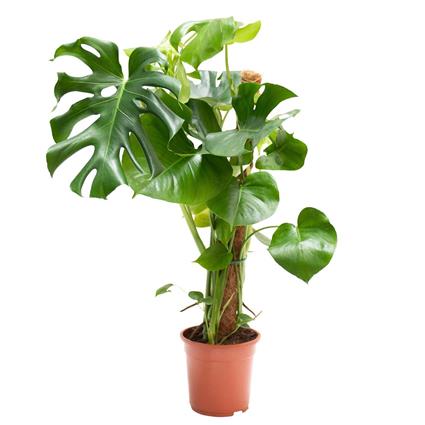 Planta Monstera Deliciosa, BIOMA, Bioma Plants