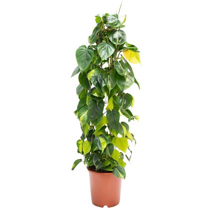 Planta Philodendron Brasil, BIOMA, Bioma Plants