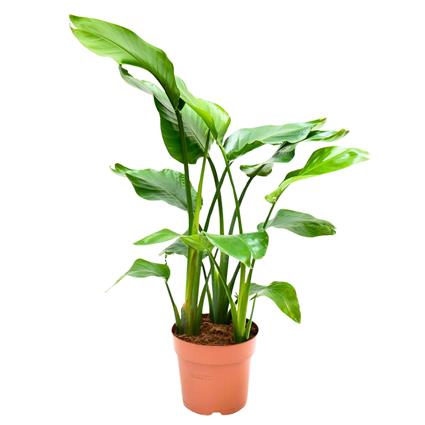 Planta Strelitzia Nicolai, BIOMA, Bioma Plants