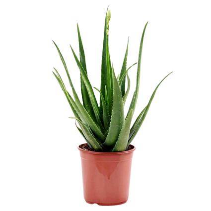 Planta Aloe Vera, BIOMA, Bioma Plants