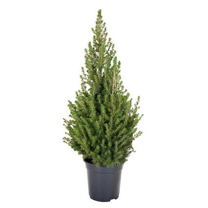 Planta Picea Glauca - árvore de Natal natural, BIOMA, Bioma Plants
