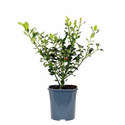 Planta Azevinho, BIOMA, Bioma Plants