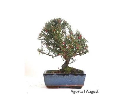 Bonsai Cotoneaster Microphyllus de 9 Anos LUSO BONSAI