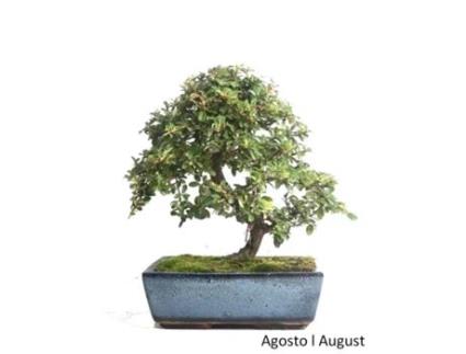 Bonsai Cotoneaster Coral Beauty de 12 Anos LUSO BONSAI