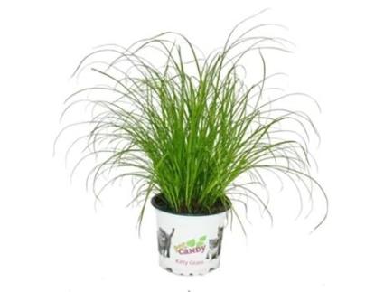 Erva-Dos-Gatos Cyperus Alternifolius 3 Plantas para Apoiar a Digestão dos Gatos EXOTENHERZ