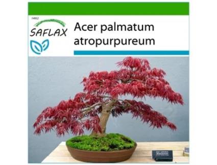 SAFLAX Bordo Vermelho Acer Palmatum Atropurpureum 20 Sementes com Substrato de Cultivo Livre de Germes