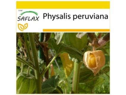 SAFLAX Conjunto de Cultivo Cape Groselha / Baga Andina Physalis Peruviana 100 Sementes com Mini Estufa Substrato de Cultivo e 2 Vasos