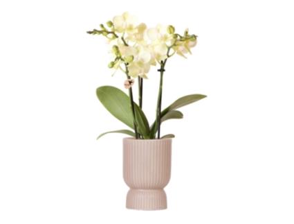 Orquídeas Beija-Flor Orquídea Phalaenopsis Amarela México Tamanho Do Vaso 9Cm Planta de Casa com Flor Fresca Do Produtor KOLIBRI