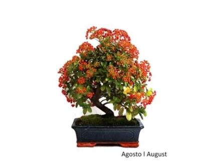 Bonsai Pyracanta de 17 Anos LUSO BONSAI