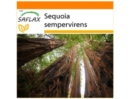 SAFLAX Garden In The Bag Sequóia Costeira Sequoia Sempervirens 50 Sementes com Substrato de Cultivo em Saco Prático e Automontante