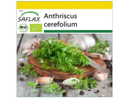 SAFLAX Conjunto de Cultivo Orgânico Cerefólio Anthriscus Cerefolium 800 Sementes com Mini Estufa Substrato de Cultivo e 2 Vasos