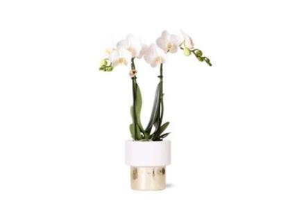 KOLIBRI Orchids Orquídea Phalaenopsis Branca Amabilis Elite Pot Gold Tamanho Do Vaso 9Cm 35Cm de Altura Planta de Casa com Flor