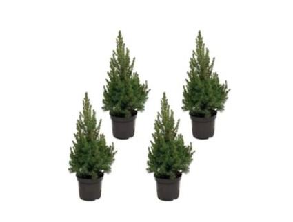 Pacote de Árvore de Natal Picea 4 Peças 60 Cm EVERSPRING