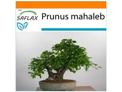 SAFLAX Garden In The Bag Cerejeira Prunus Mahaleb 30 Sementes com Substrato de Cultivo em Saco Prático e Automontante