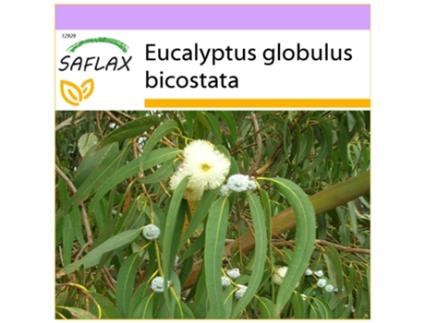 SAFLAX Eucalipto Bicostata Eucalyptus Globulus Bicostata 100 Sementes