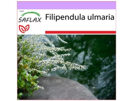 SAFLAX Meadowsweet Real Filipendula Ulmaria 500 Sementes