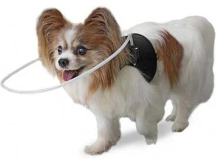 Anel Protetor para Cão Cego ORTOCANIS