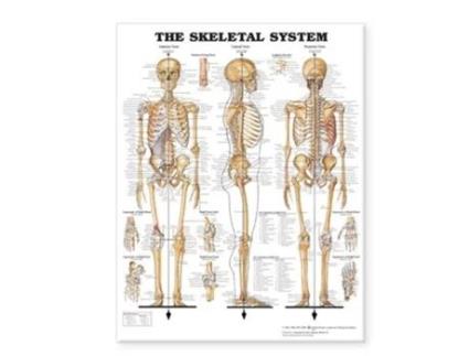 Livro Skeletal System Giant Chart de Anatomical Chart Company (Inglês)