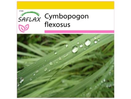 SAFLAX Conjunto de Cultivo Capim-Limão Cymbopogon Flexosus 50 Sementes com Mini Estufa Substrato de Cultivo e 2 Vasos