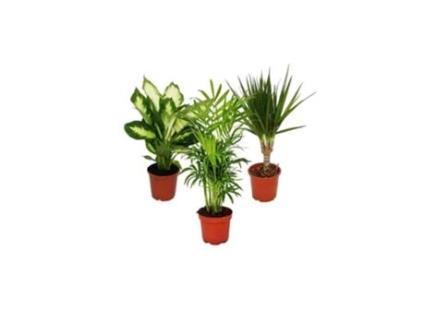 Conjunto de 3 Plantas de Interior Ii 1X Dieffenbachia 1X Chamaedorea Palmeira Da Montanha 1X Dracena Marginata Dragoeiro Vaso de 10-12 Cm EXOTENHERZ