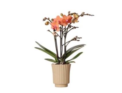 KOLIBRI Orchids Orquídea Phalaenopsis Laranja Mineral Bolzano Retro Khaki Tamanho Do Vaso 9Cm Planta de Casa com Flor