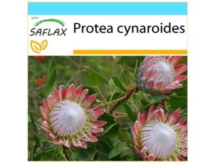 SAFLAX Conjunto de Presente Rei Protea Protea Cynaroides 5 Sementes com Caixa de Presente Etiqueta de Envio Vale-Presente e Meio de Cultivo
