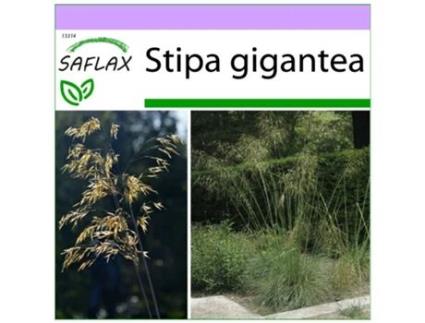 SAFLAX Grama Pena Gigante / Pirinéus Grama Pena Stipa Gigantea 10 Sementes