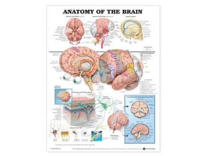 Livro Anatomy of the Brain Anatomical Chart de Anatomical Char (Inglês)