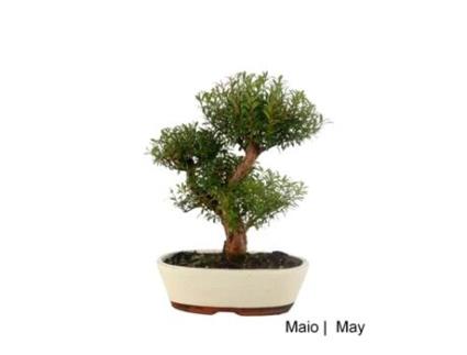 Bonsai Syzigium de 14 Anos LUSO BONSAI