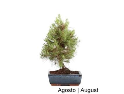 Bonsai Pinus Halepensis 9 Anos LUSO BONSAI