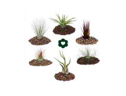 6 Tillandsias Diferentes Num Conjunto EXOTENHERZ