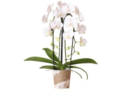 Orquídeas Beija-Flor Orquídea Phalaenopsis Branca Niagara Fall Tamanho Do Vaso 12Cm Recém-Chegada Do Produtor KOLIBRI ORCHIDS
