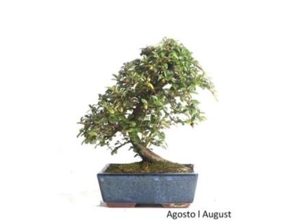 Bonsai Cotoneaster Coral Beauty de 9 Anos LUSO BONSAI