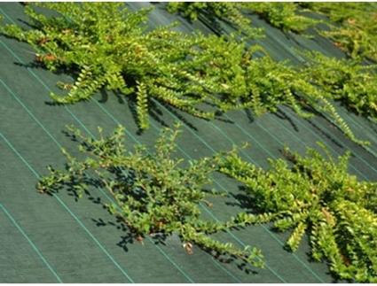 Tecido de Controlo de Ervas Nocivas – 1.25M X 100M Verde – 130 Gr/M² MAILLE STORE