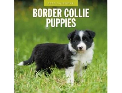 Livro Border Collie Puppies 2025 Square Wall Calendar de Red Robin (Inglês)