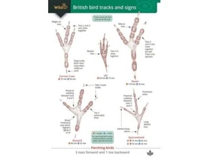 Livro Guide to British bird tracks and signs de Dan Puplett (Inglês)