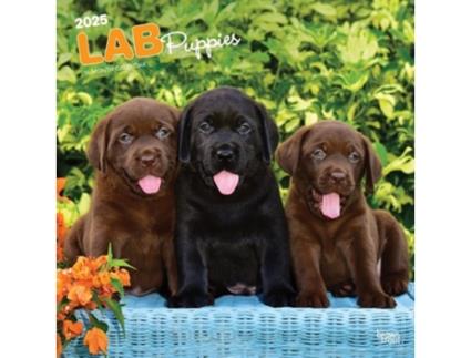 Livro 2025 BrownTrout Labrador Retriever Puppies Monthly Wall Calendar de Browntrout (Inglês)