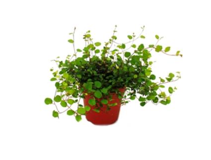 Planta de Interior Mühlenbeckia Complexa Kiwi Knotweed Vaso de 12Cm EXOTENHERZ