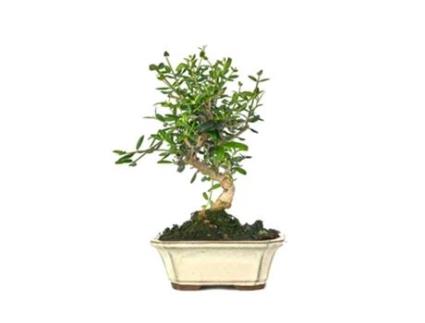 Bonsai Olea Europaea Sylvestris 7 Anos