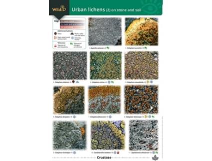 Livro Guide to Common Urban Lichens de Frank Dobson (Inglês)