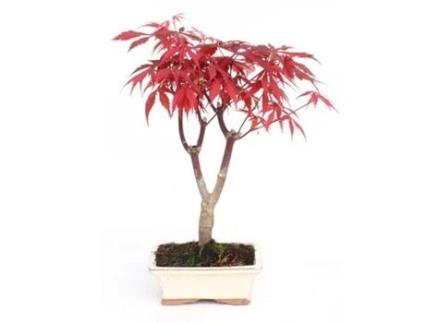 Bonsai Acer Palmatum Atropurpureum 7 Anos