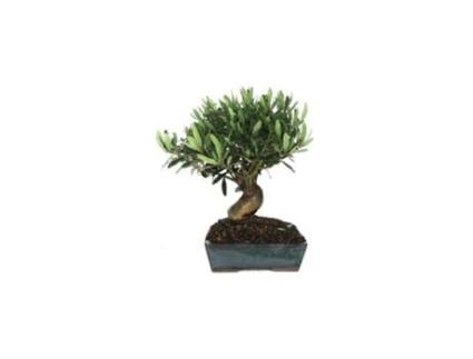 Bonsai Olea Europaea 9 Anos Oliveira