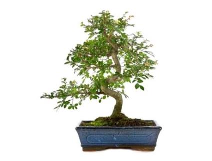 Bonsai Zelkova Parvifolia 10 Anos Ulmeiro Chinês