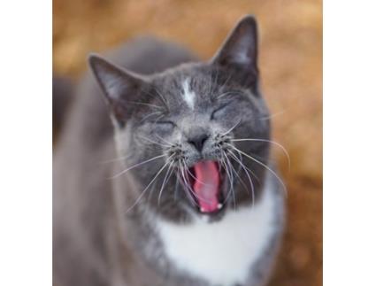 Livro Colorado Barn Cats - Skunk and Chauncey Jordan Wunderlich (Inglês)