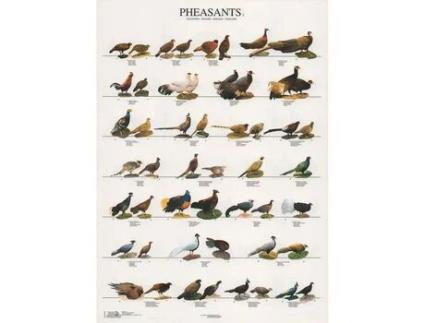 Poster Faisoes 2 Pheasants