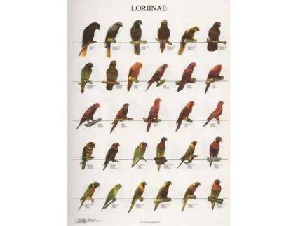 Poster Lories 1 Loriinae 1