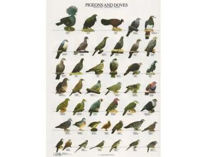 Poster Pombos e Rolas Laminado A4